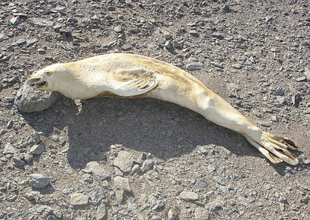 johns-dead-seal.jpg